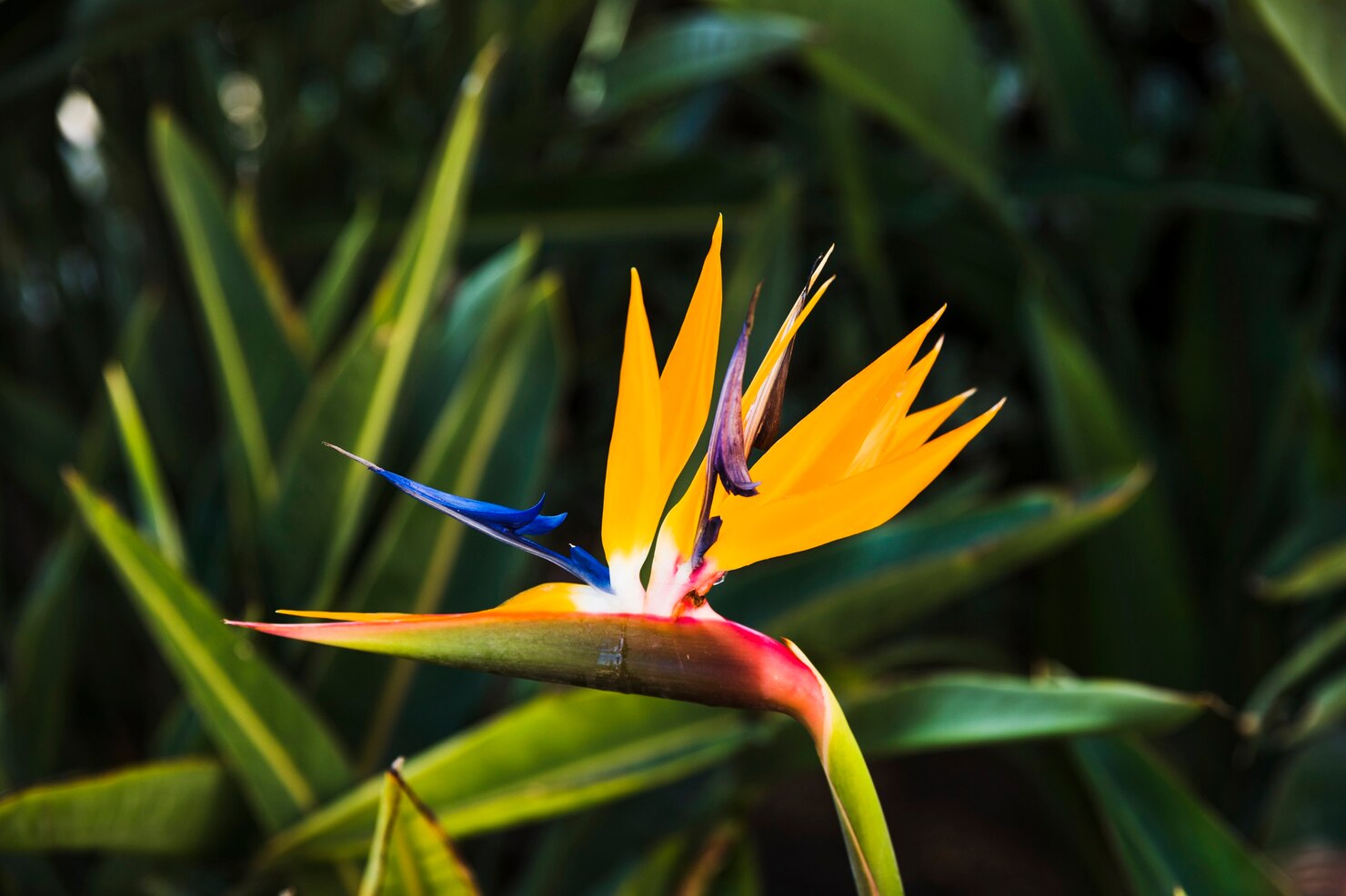 Bird of Paradise